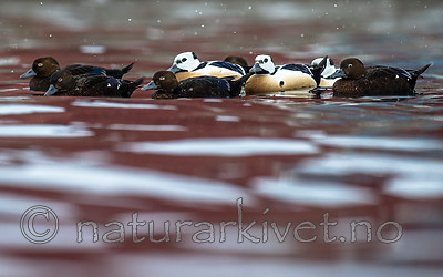 BB 13 0472 / Polysticta stelleri / Stellerand